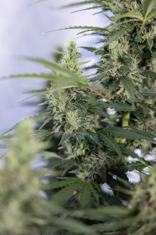 Karen Kush Auto #1 - Zamnesia x B&B. Week 7 - Karen Kush Automatic - Week 8