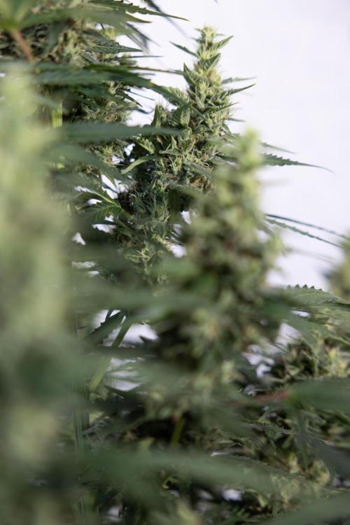 Karen Kush Auto #1 - Zamnesia x B&B. Week 7 - Karen Kush Automatic - Week 8