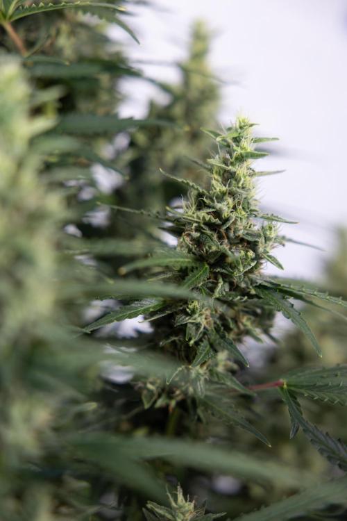 Karen Kush Auto #1 - Zamnesia x B&B. Week 7 - Karen Kush Automatic - Week 8