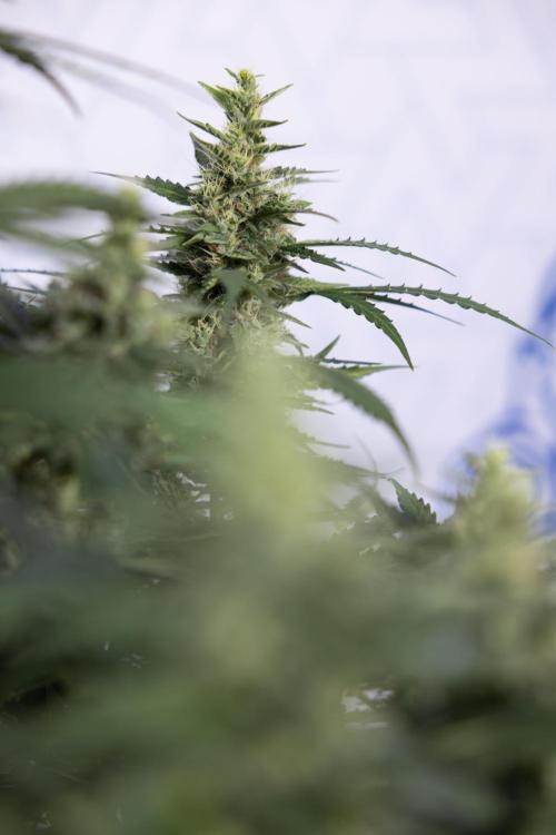 Karen Kush Auto #1 - Zamnesia x B&B. Week 7 - Karen Kush Automatic - Week 8