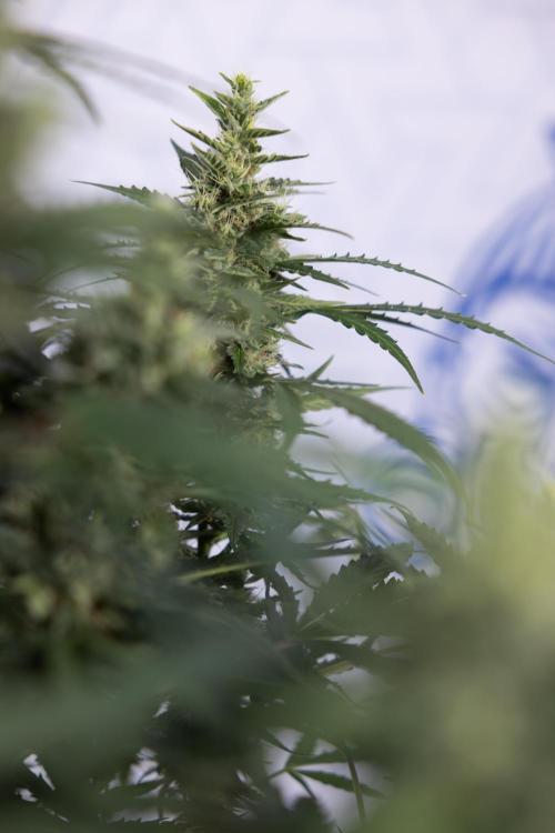 Karen Kush Auto #1 - Zamnesia x B&B. Week 7 - Karen Kush Automatic - Week 8