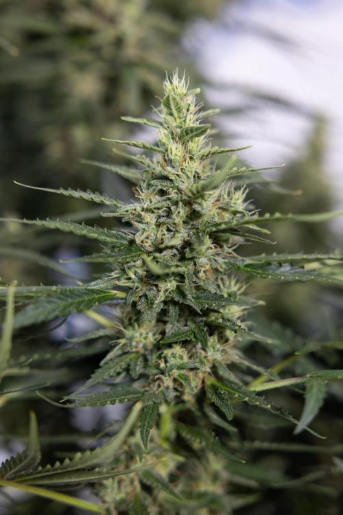 Karen Kush Auto #1 - Zamnesia x B&B. Week 7 - Karen Kush Automatic - Week 8