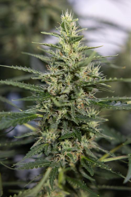 Karen Kush Auto #1 - Zamnesia x B&B. Week 7 - Karen Kush Automatic - Week 8