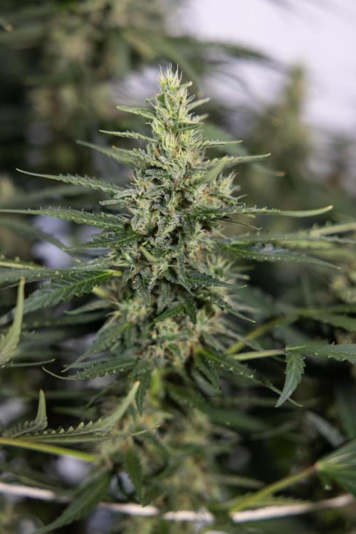 Karen Kush Auto #1 - Zamnesia x B&B. Week 7 - Karen Kush Automatic - Week 8