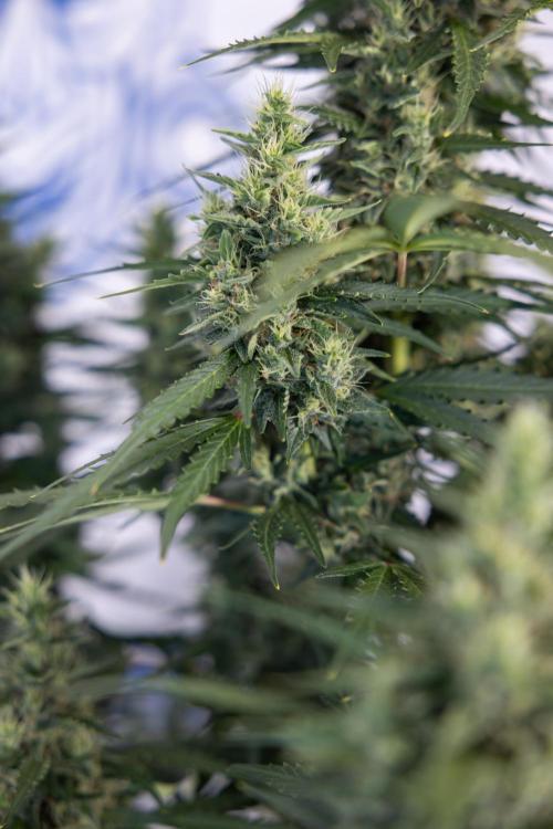 Karen Kush Auto #1 - Zamnesia x B&B. Week 7 - Karen Kush Automatic - Week 8