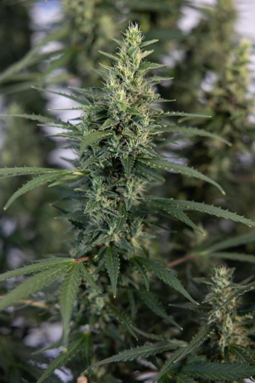 Karen Kush Auto #1 - Zamnesia x B&B. Week 7 - Karen Kush Automatic - Week 8