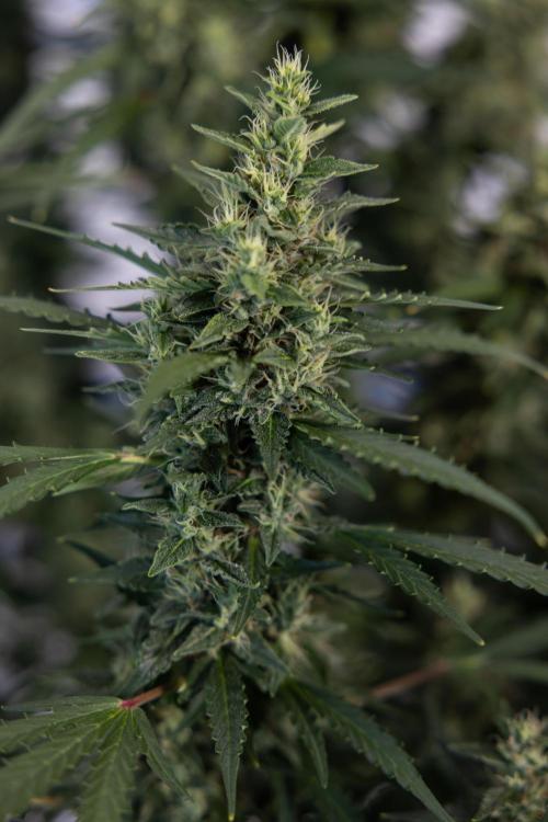 Karen Kush Auto #1 - Zamnesia x B&B. Week 7 - Karen Kush Automatic - Week 8