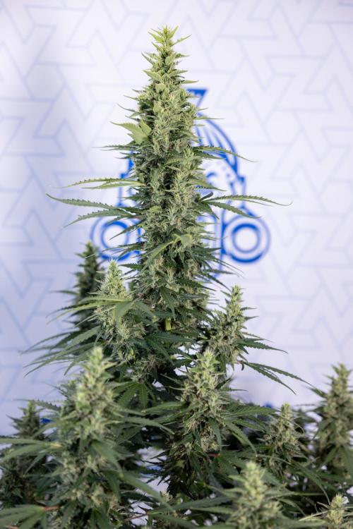 Karen Kush Auto #1 - Zamnesia x B&B. Week 7 - Karen Kush Automatic - Week 8