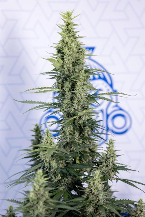 Karen Kush Auto #1 - Zamnesia x B&B. Week 7 - Karen Kush Automatic - Week 8