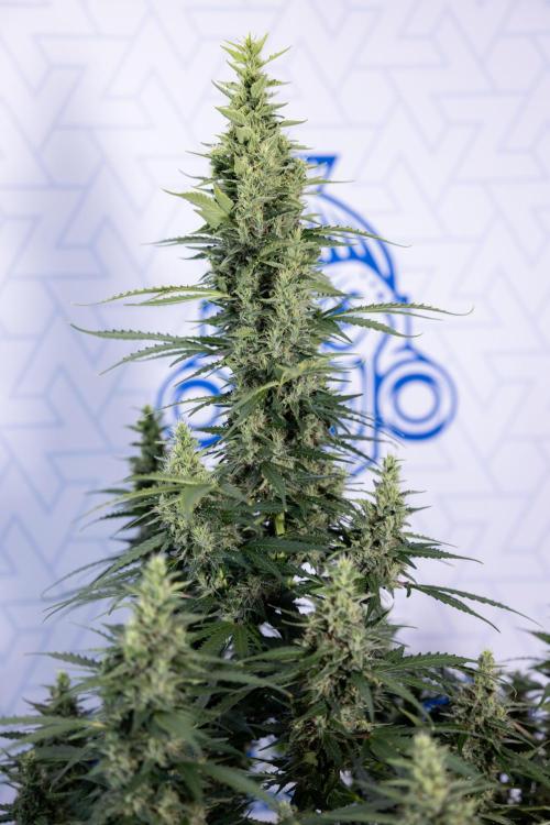 Karen Kush Auto #1 - Zamnesia x B&B. Week 7 - Karen Kush Automatic - Week 8