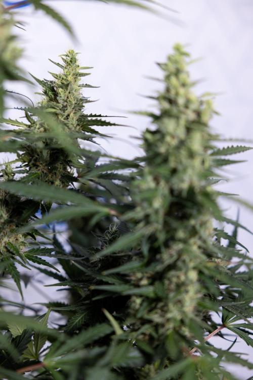 Karen Kush Auto #1 - Zamnesia x B&B. Week 7 - Karen Kush Automatic - Week 8