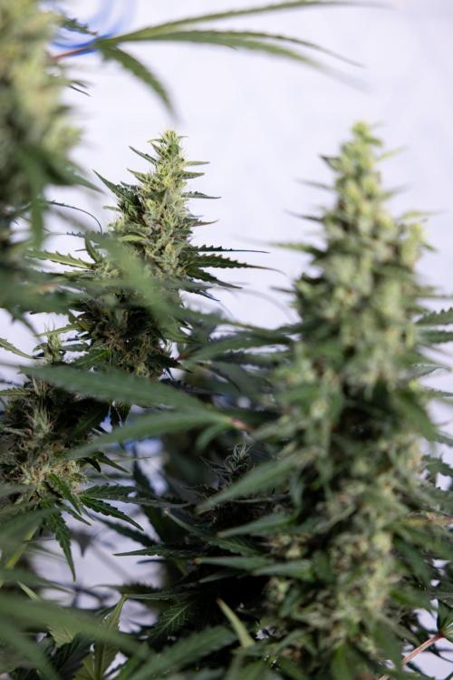 Karen Kush Auto #1 - Zamnesia x B&B. Week 7 - Karen Kush Automatic - Week 8