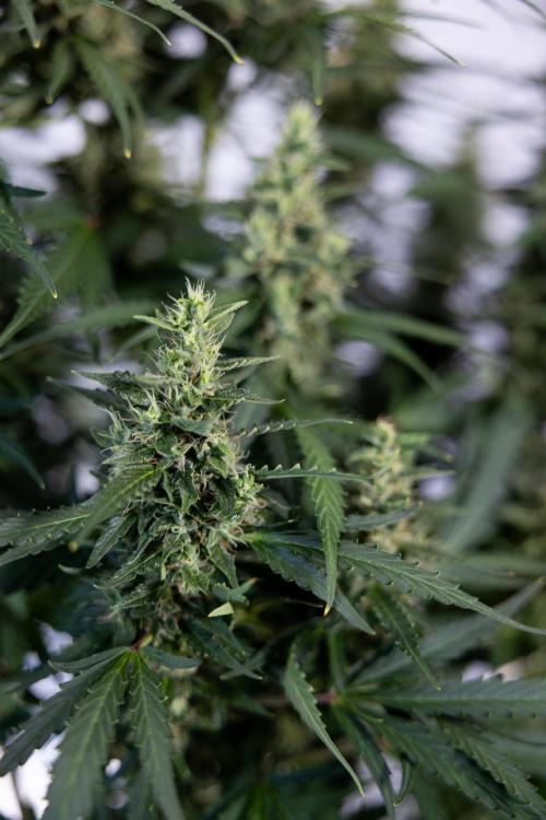 Karen Kush Auto #1 - Zamnesia x B&B. Week 7 - Karen Kush Automatic - Week 8