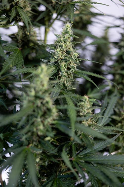 Karen Kush Auto #1 - Zamnesia x B&B. Week 7 - Karen Kush Automatic - Week 8