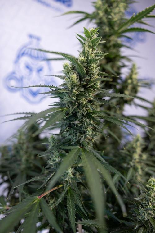 Karen Kush Auto #1 - Zamnesia x B&B. Week 7 - Karen Kush Automatic - Week 8