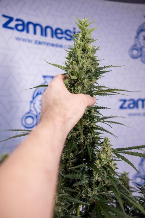 Karen Kush Auto #1 - Zamnesia x B&B. Week 7 - Karen Kush Automatic - Week 8