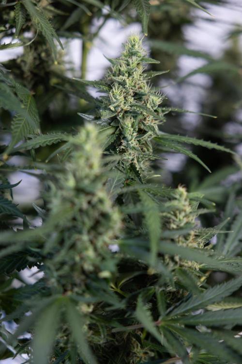 Karen Kush Auto #1 - Zamnesia x B&B. Week 7 - Karen Kush Automatic - Week 8