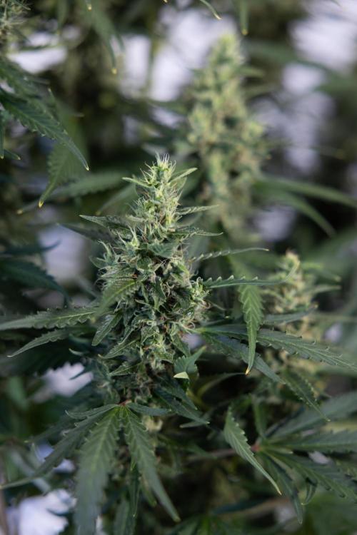 Karen Kush Auto #1 - Zamnesia x B&B. Week 7 - Karen Kush Automatic - Week 8