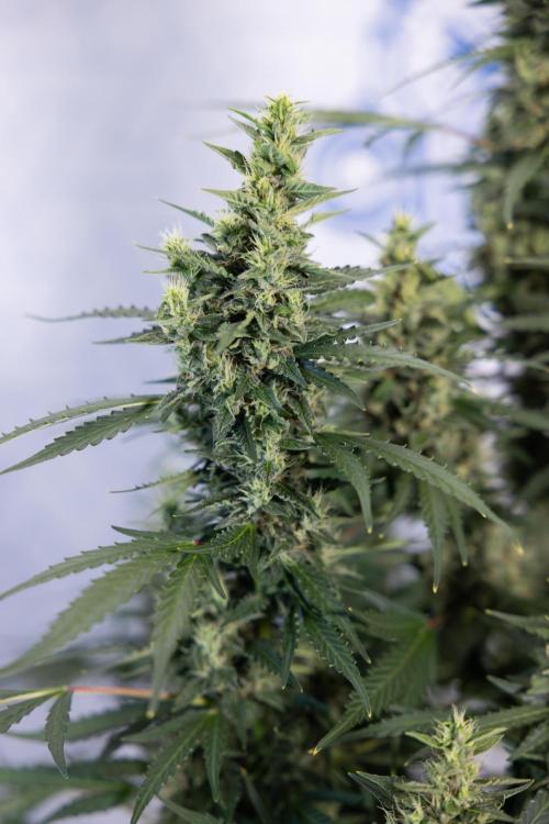 Karen Kush Auto #1 - Zamnesia x B&B. Week 7 - Karen Kush Automatic - Week 8