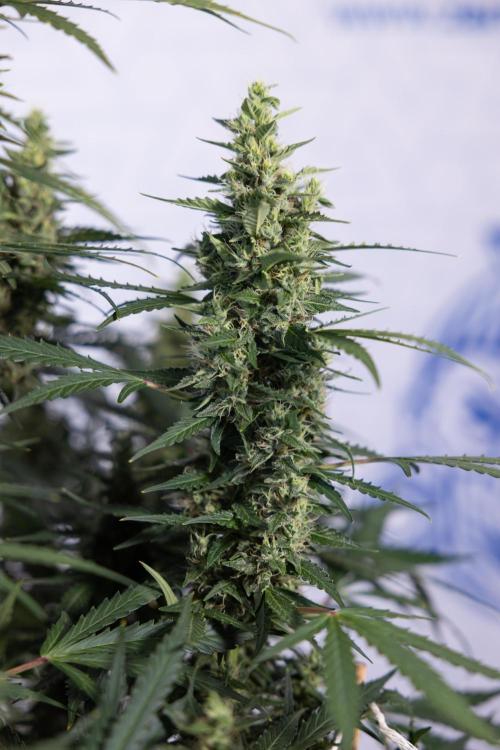 Karen Kush Auto #1 - Zamnesia x B&B. Week 7 - Karen Kush Automatic - Week 8