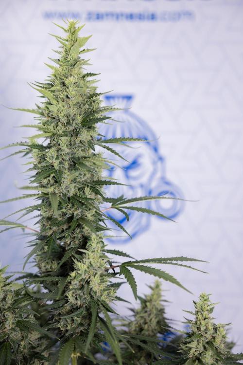 Karen Kush Auto #1 - Zamnesia x B&B. Week 7 - Karen Kush Automatic - Week 8