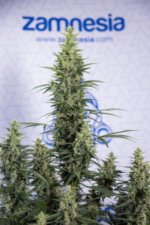 Karen Kush Auto #1 - Zamnesia x B&B. Week 7 - Karen Kush Automatic - Week 8