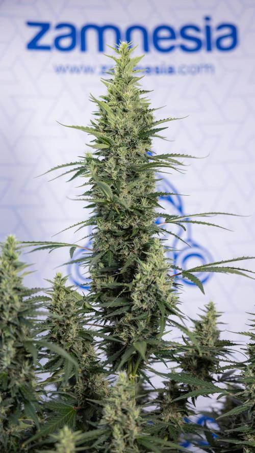 Karen Kush Auto #1 - Zamnesia x B&B. Week 7 - Karen Kush Automatic - Week 8