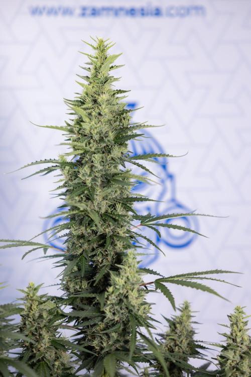 Karen Kush Auto #1 - Zamnesia x B&B. Week 7 - Karen Kush Automatic - Week 8