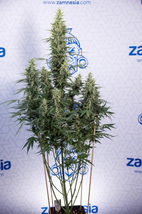 Karen Kush Auto #1 - Zamnesia x B&B. Week 7 - Karen Kush Automatic - Week 8