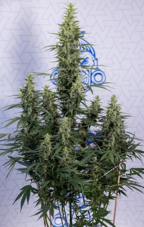 Karen Kush Auto #1 - Zamnesia x B&B. Week 7 - Karen Kush Automatic - Week 8