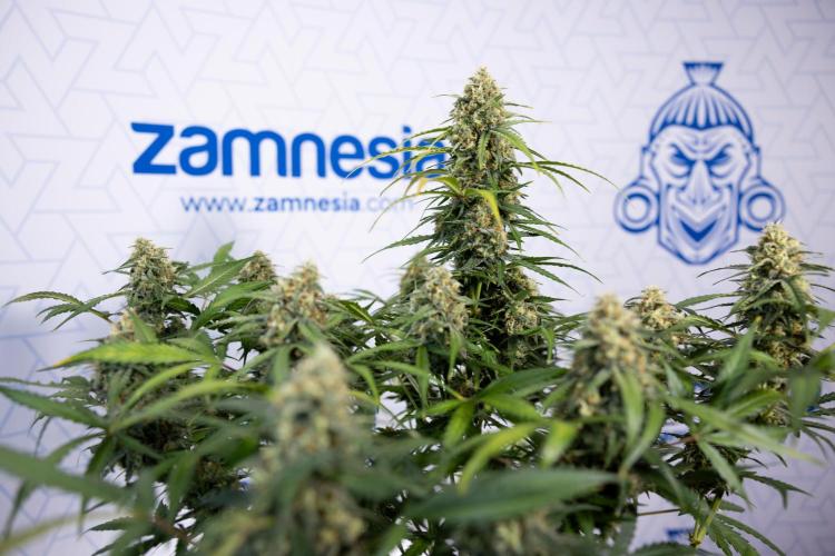 Watermelon Candy #1 -  Zamnesia x B&B. Week 8 - Watermelon Candy #1 - Week 9 - No Techniques