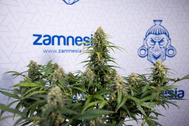 Watermelon Candy #1 -  Zamnesia x B&B. Week 8 - Watermelon Candy #1 - Week 9 - No Techniques