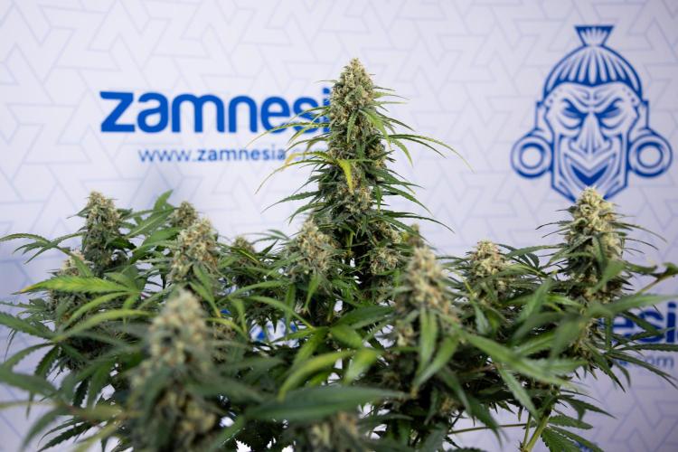 Watermelon Candy #1 -  Zamnesia x B&B. Week 8 - Watermelon Candy #1 - Week 9 - No Techniques