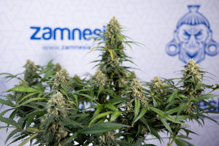 Watermelon Candy #1 -  Zamnesia x B&B. Week 8 - Watermelon Candy #1 - Week 9 - No Techniques