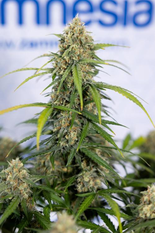 Watermelon Candy #1 -  Zamnesia x B&B. Week 8 - Watermelon Candy #1 - Week 9 - No Techniques