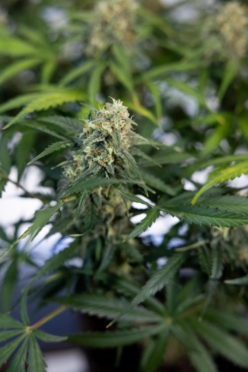 Watermelon Candy #1 -  Zamnesia x B&B. Week 8 - Watermelon Candy #1 - Week 9 - No Techniques