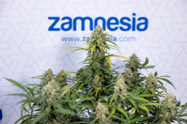 Watermelon Candy #1 -  Zamnesia x B&B. Week 8 - Watermelon Candy #1 - Week 9 - No Techniques