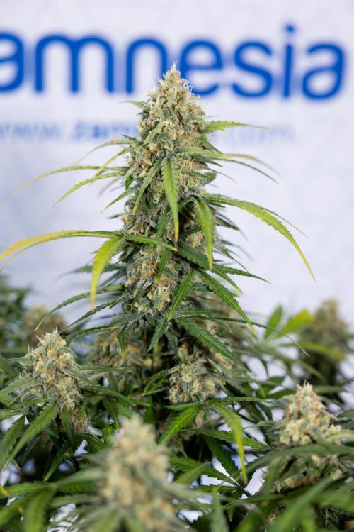 Watermelon Candy #1 -  Zamnesia x B&B. Week 8 - Watermelon Candy #1 - Week 9 - No Techniques