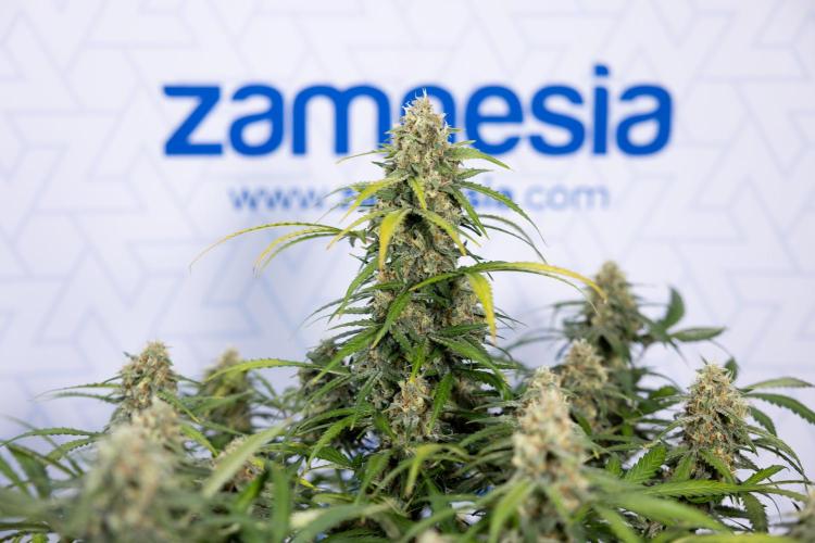 Watermelon Candy #1 -  Zamnesia x B&B. Week 8 - Watermelon Candy #1 - Week 9 - No Techniques