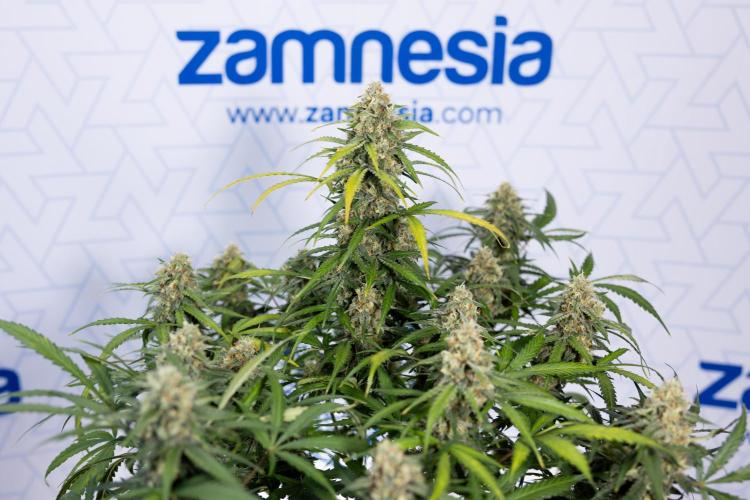 Watermelon Candy #1 -  Zamnesia x B&B. Week 8 - Watermelon Candy #1 - Week 9 - No Techniques