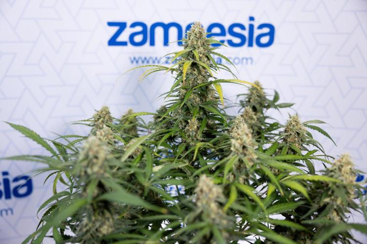 Watermelon Candy #1 -  Zamnesia x B&B. Week 8 - Watermelon Candy #1 - Week 9 - No Techniques