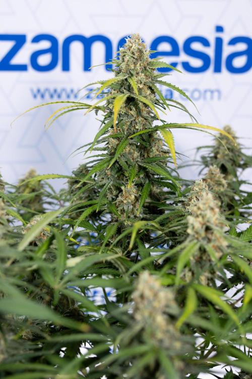 Watermelon Candy #1 -  Zamnesia x B&B. Week 8 - Watermelon Candy #1 - Week 9 - No Techniques