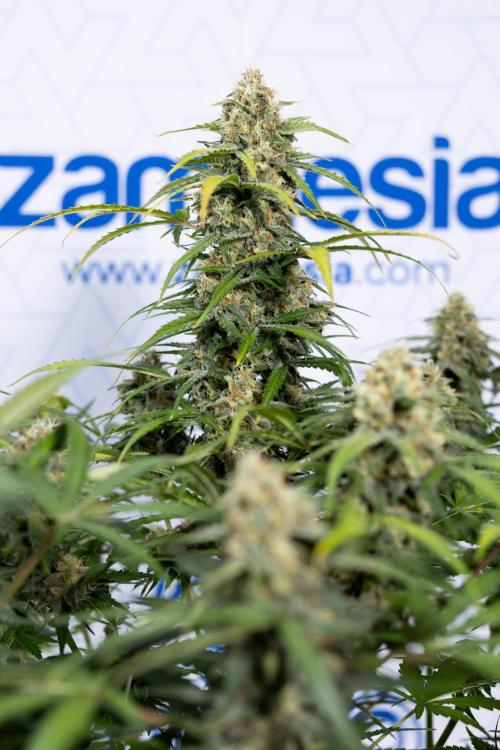 Watermelon Candy #1 -  Zamnesia x B&B. Week 8 - Watermelon Candy #1 - Week 9 - No Techniques