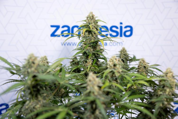 Watermelon Candy #1 -  Zamnesia x B&B. Week 8 - Watermelon Candy #1 - Week 9 - No Techniques