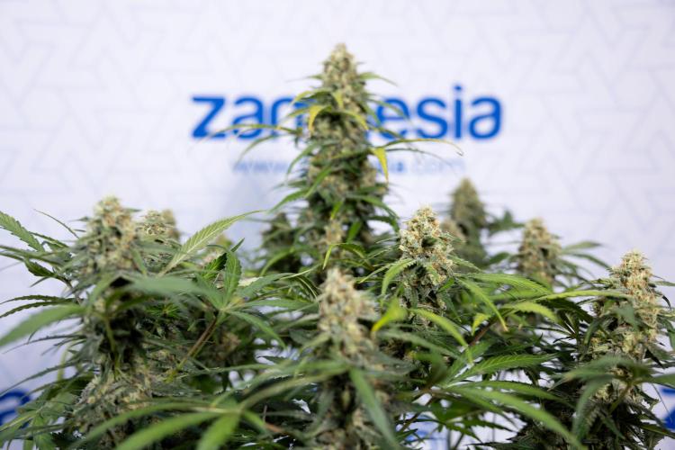 Watermelon Candy #1 -  Zamnesia x B&B. Week 8 - Watermelon Candy #1 - Week 9 - No Techniques