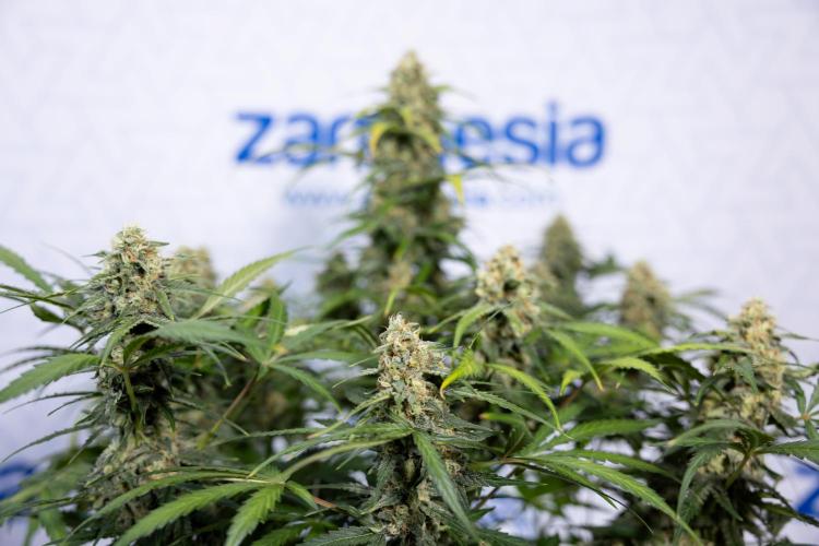 Watermelon Candy #1 -  Zamnesia x B&B. Week 8 - Watermelon Candy #1 - Week 9 - No Techniques