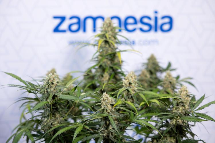 Watermelon Candy #1 -  Zamnesia x B&B. Week 8 - Watermelon Candy #1 - Week 9 - No Techniques