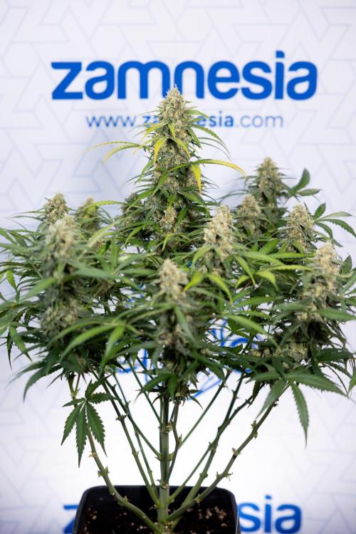 Watermelon Candy #1 -  Zamnesia x B&B. Week 8 - Watermelon Candy #1 - Week 9 - No Techniques