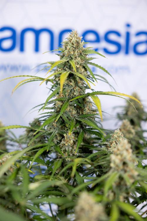 Watermelon Candy #1 -  Zamnesia x B&B. Week 8 - Watermelon Candy #1 - Week 9 - No Techniques