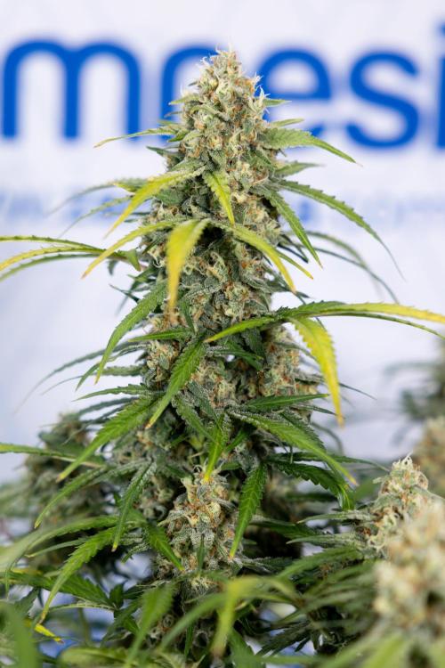 Watermelon Candy #1 -  Zamnesia x B&B. Week 8 - Watermelon Candy #1 - Week 9 - No Techniques